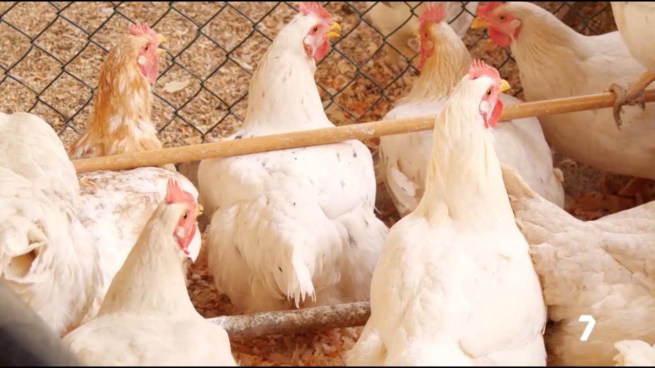 Nuestra Gallina Murciana en Diario del Campo, de La 7 TV Región de Murcia