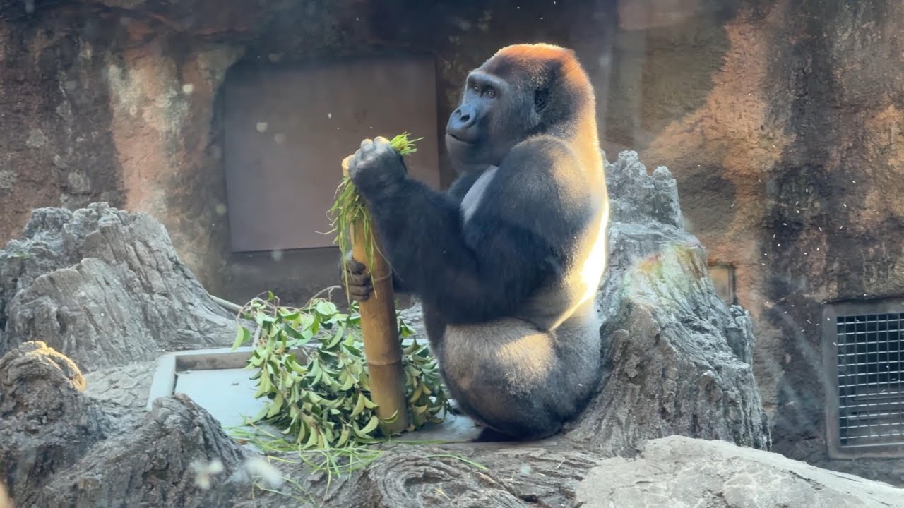 gorilla 竹筒を離さないゲンタロウ【2025年‎12月5日】【上野動物園】ゴリラ💗