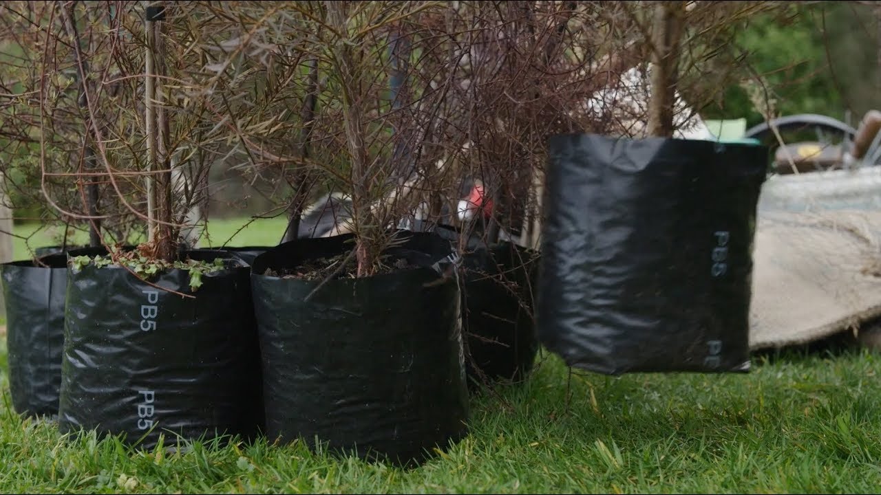 How to plant a native tree