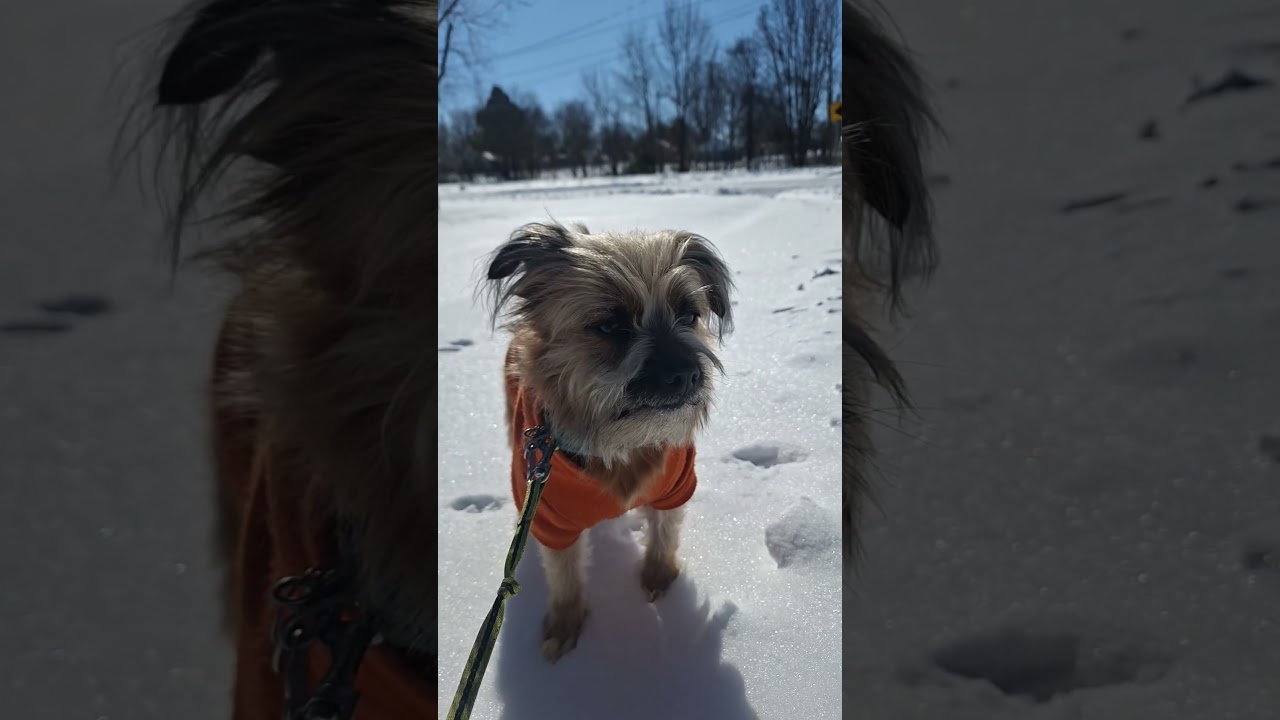 #dog