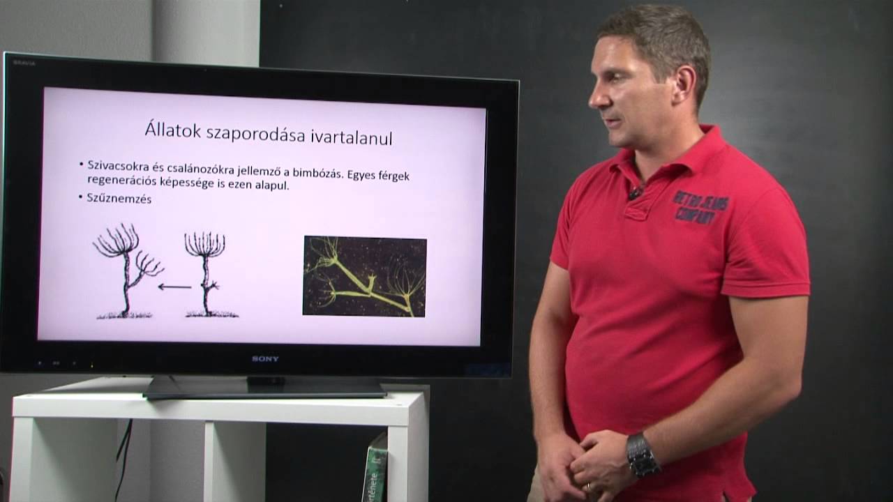 Szaporodás az élővilágban