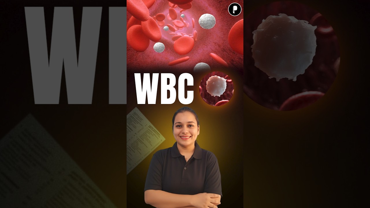 White Blood Cells (WBC) Explained: Functions, Types & Sizes 🩸