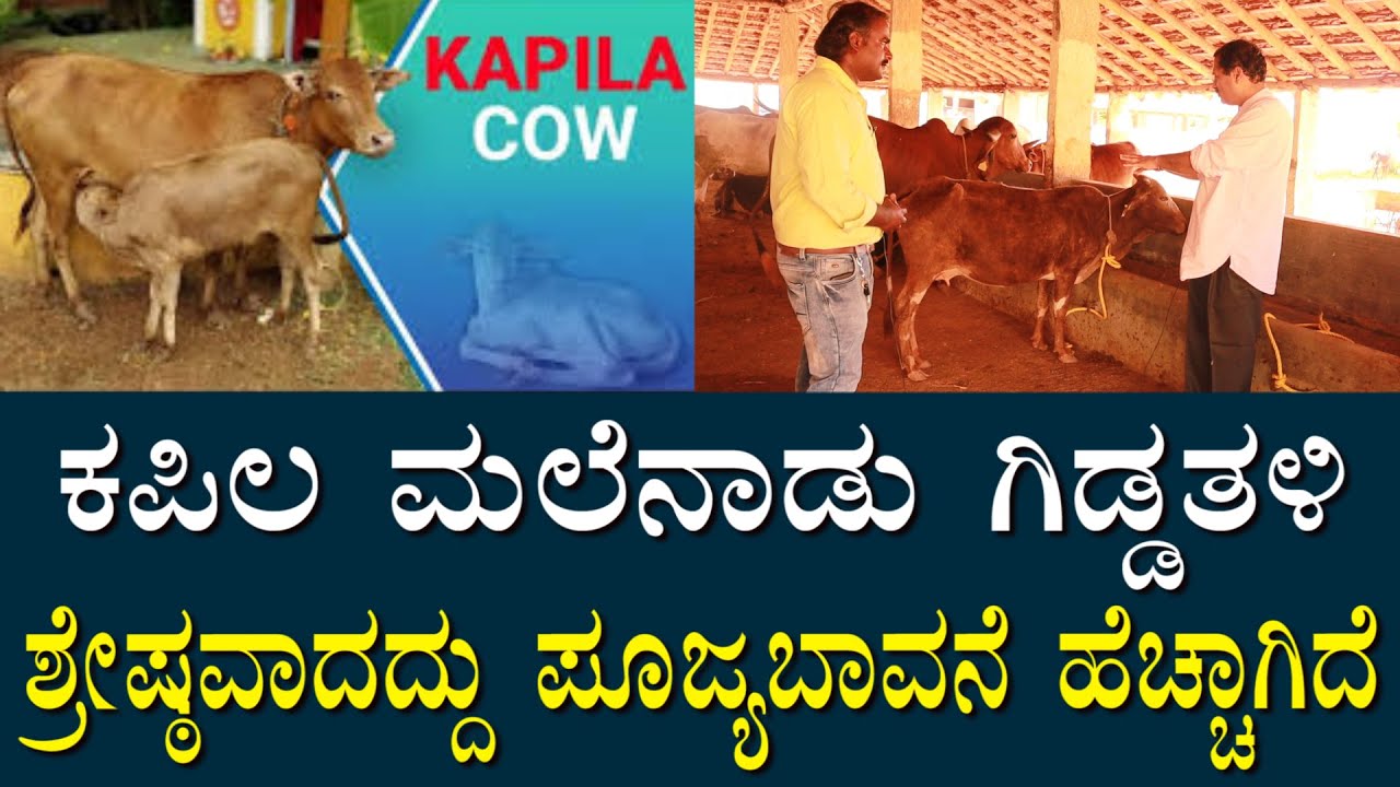 ಕಪಿಲ ಮಲೆನಾಡು ಗಿಡ್ಡ ನಾಟಿ ಹಸು | ಹಾಲಿನಲ್ಲಿ ಔಷಧಿ ಹೆಚ್ಚಾಗಿರುತ್ತೆ ಶ್ರೇಷ್ಠವಾದದ್ದು | Kapila Malenadu Gidda