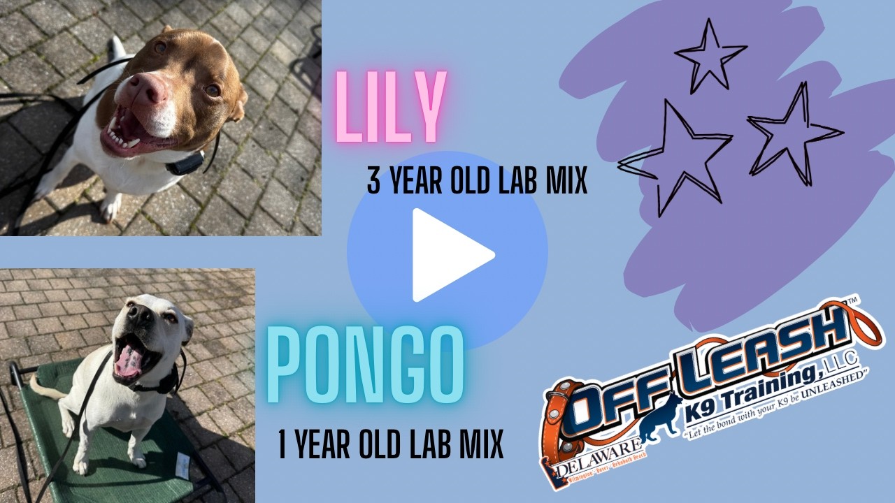 1 & 3 Year Old Lab Mix (Pongo & Lily) | Best Delaware Dog Trainers | Off Leash K9 Training Delaware