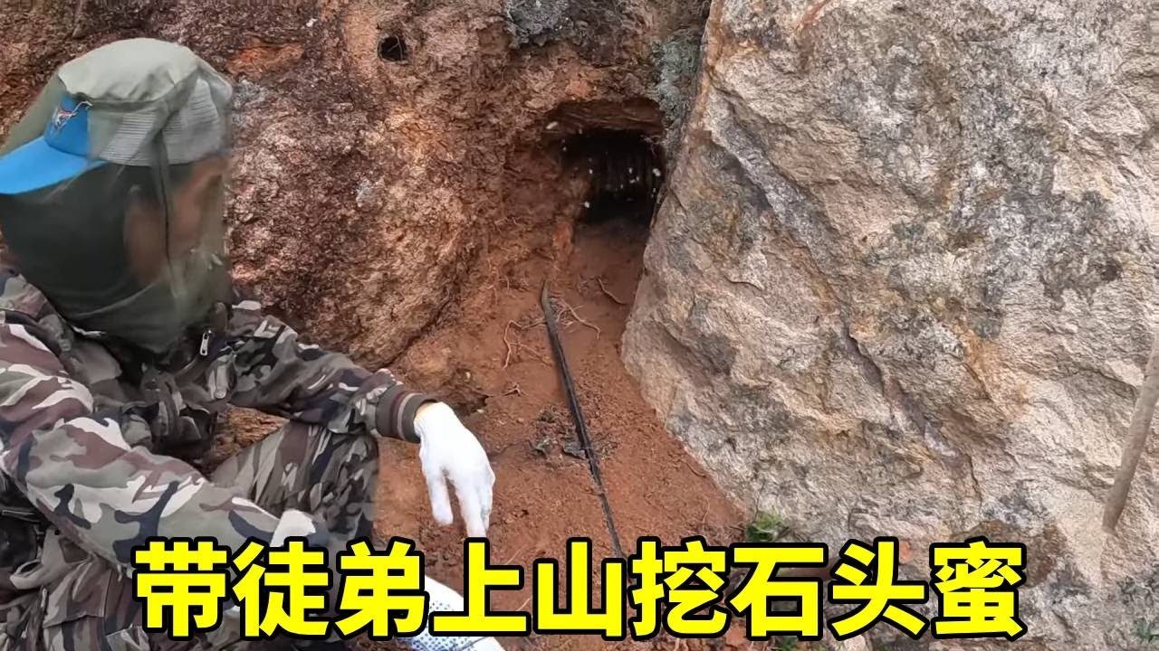 野生蜂蜜越来越少了，徒弟找不到货，急的乌灵参炖猪脚都不来吃！ #乡村生活