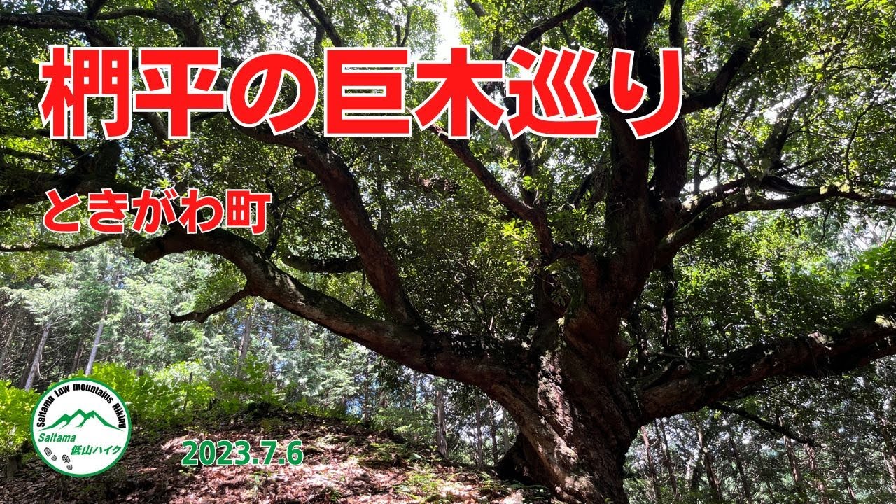 ときがわ町　椚平の巨木巡り