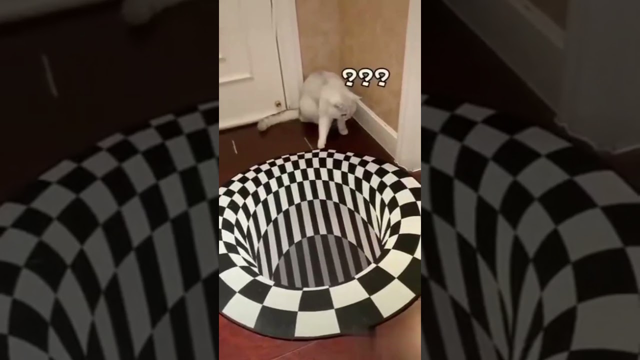 🐱🐱3D optical illusion carpet Challenge - Can My Cat Solve It ? | barkermeow