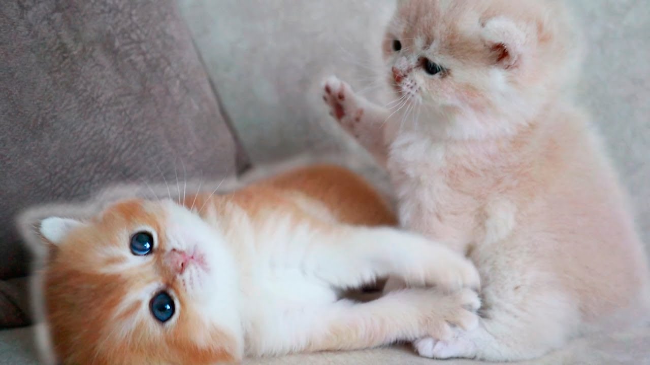 🥰 27 дней после рождения | Смешные котята | 16 минут для вашего хорошего настроения 😀👍