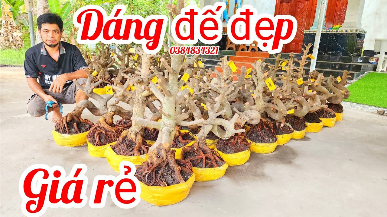 18/3 A Duy 0384834321 phôi mai giảo bonsai đế đẹp giá rẻ |MaivàngThanhTâm