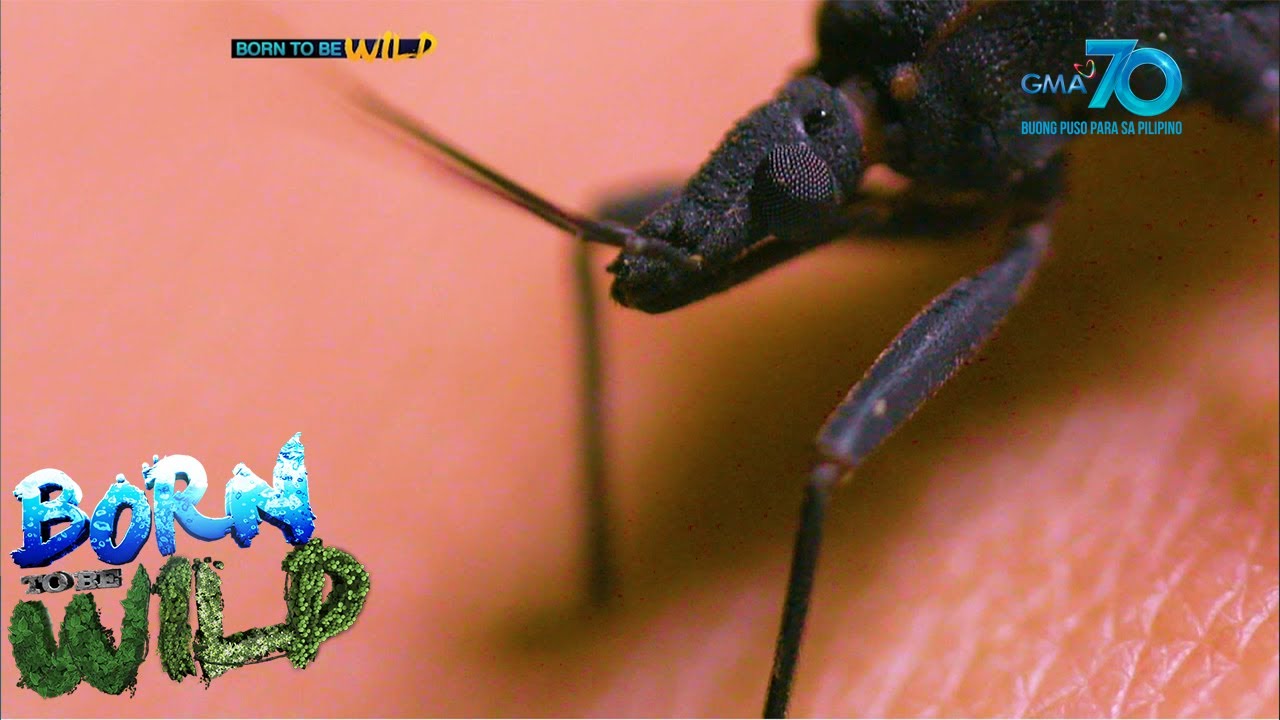 Born to be Wild: Dangerous Stings of Kissing Bugs