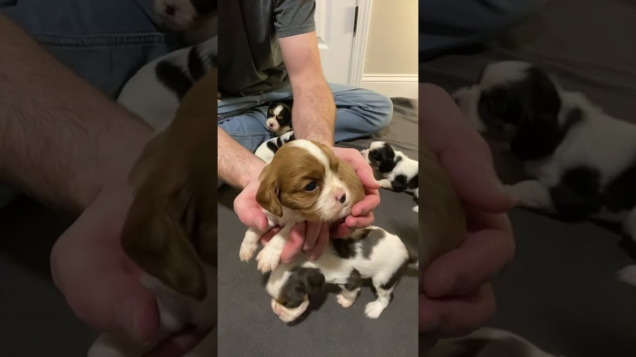4 Week Puppy Updates! Luna, Daisy, and Robin pups