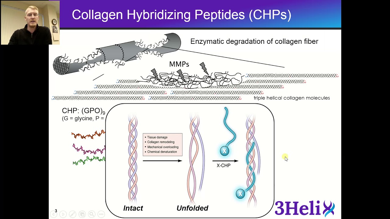 3Helix - Imaging Enzymatic Degradation of Collagen with CHPs