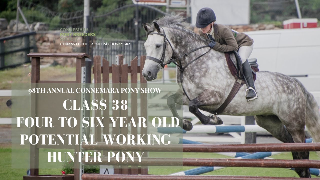 Class Thirty Eight 4 to 6 Year Old Working Hunter Connemara Pony | 98th Annual Connemara Pony Show