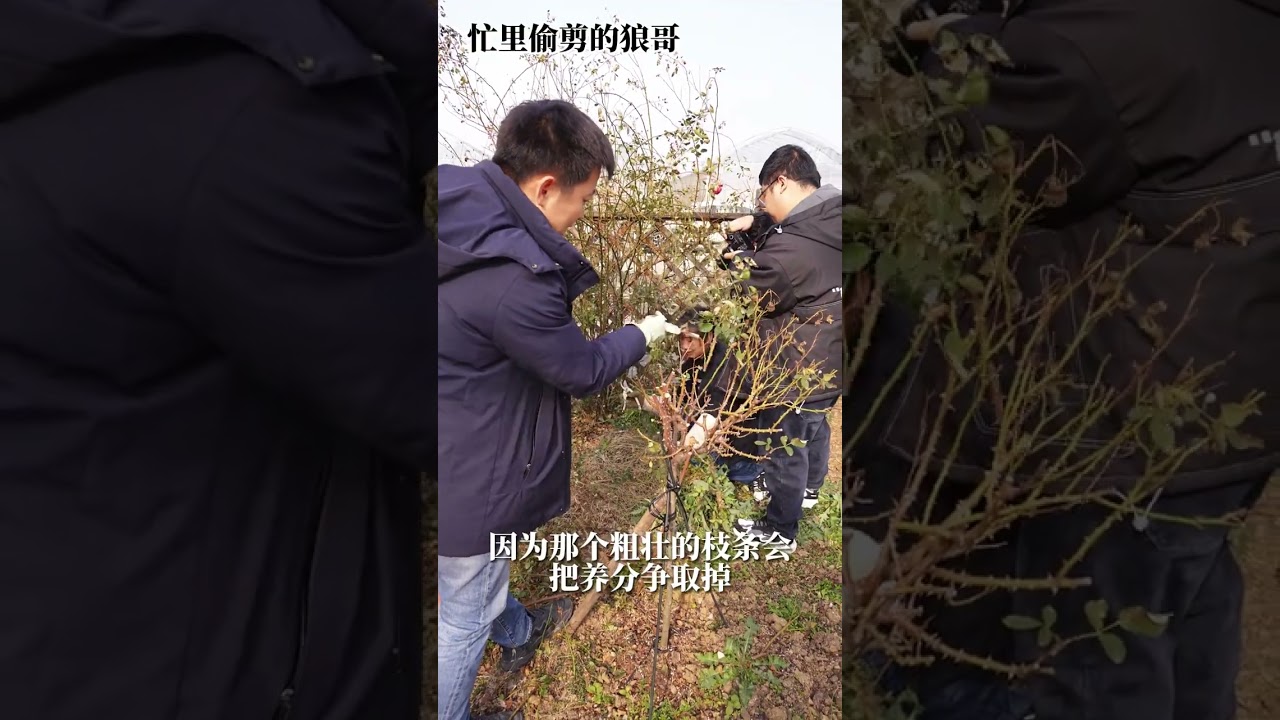 藤本月季花篱造型，修剪绑扎完整指导【天狼说月季】