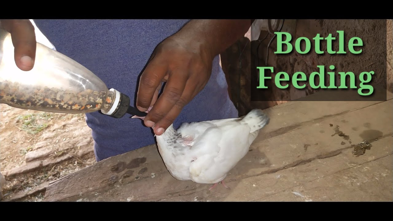 Pigeon Bottle Feeding | How to hand feed a baby pigeon how to bottle feeding a baby pigeon