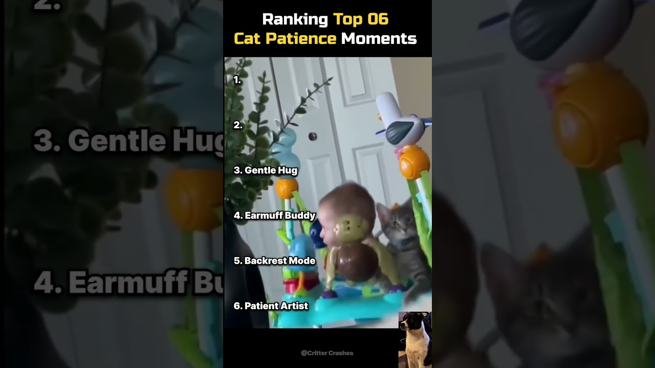 6 razy, kiedy koty udowodniły, że mają nieskończoną cierpliwość! 🐱🧘&zwj;♂️ #KotyInstagrama #Cierpliwy...