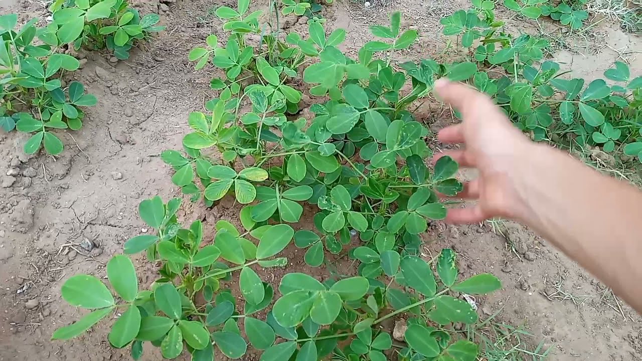 تسميد الفول السوداني اول دفعة بعد شهر من الزراعة |التسميد الازوتي .