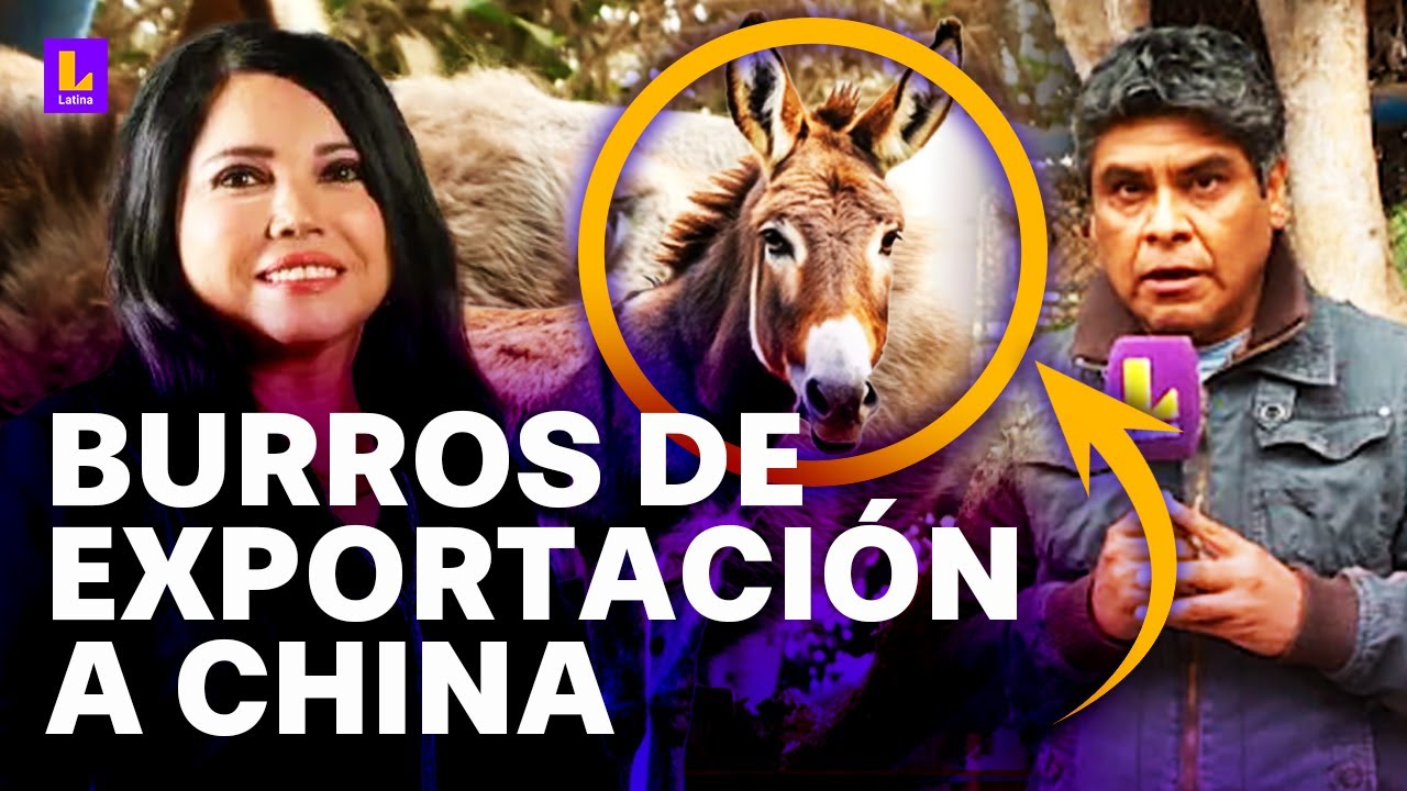 Conoce los secretos detrás de la exportación de carne de burro: