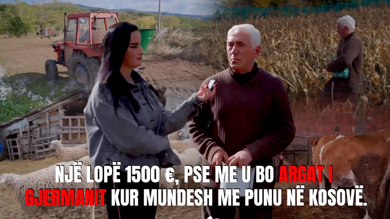 Një lopë 1500 €, pse me u bo argat i gjermanit kur mundesh me punu në Kosovë.