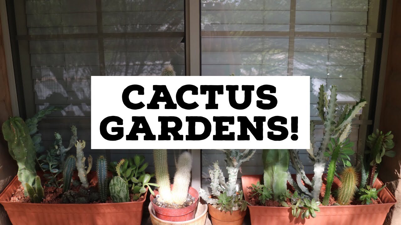 How to Make a Cactus Garden | Cactus Garden Tutorial