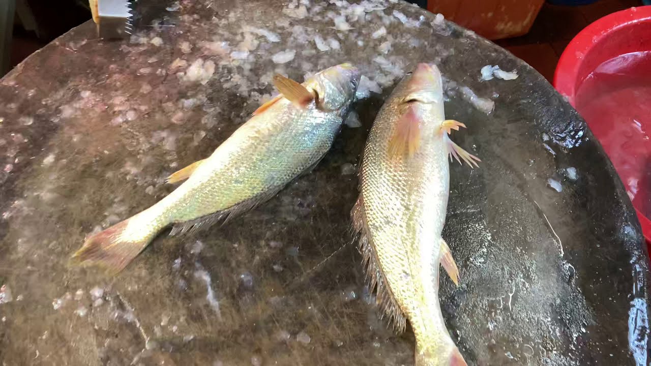 Cutting Live Tigertooth croaker 生劏 雞蛋䱛 三牙䱛、耳石䱛  紅牙䱛 Otolithes ruber