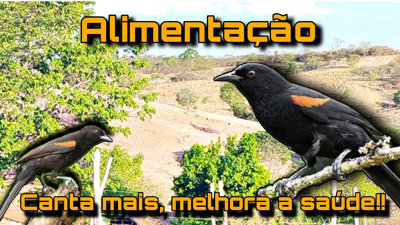 Melhor alimentação pra xexéu de bananeira (encontro)!