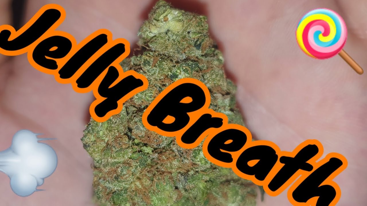 💨 jelly breath💨 strain review 2020 #cannabis #UKreview