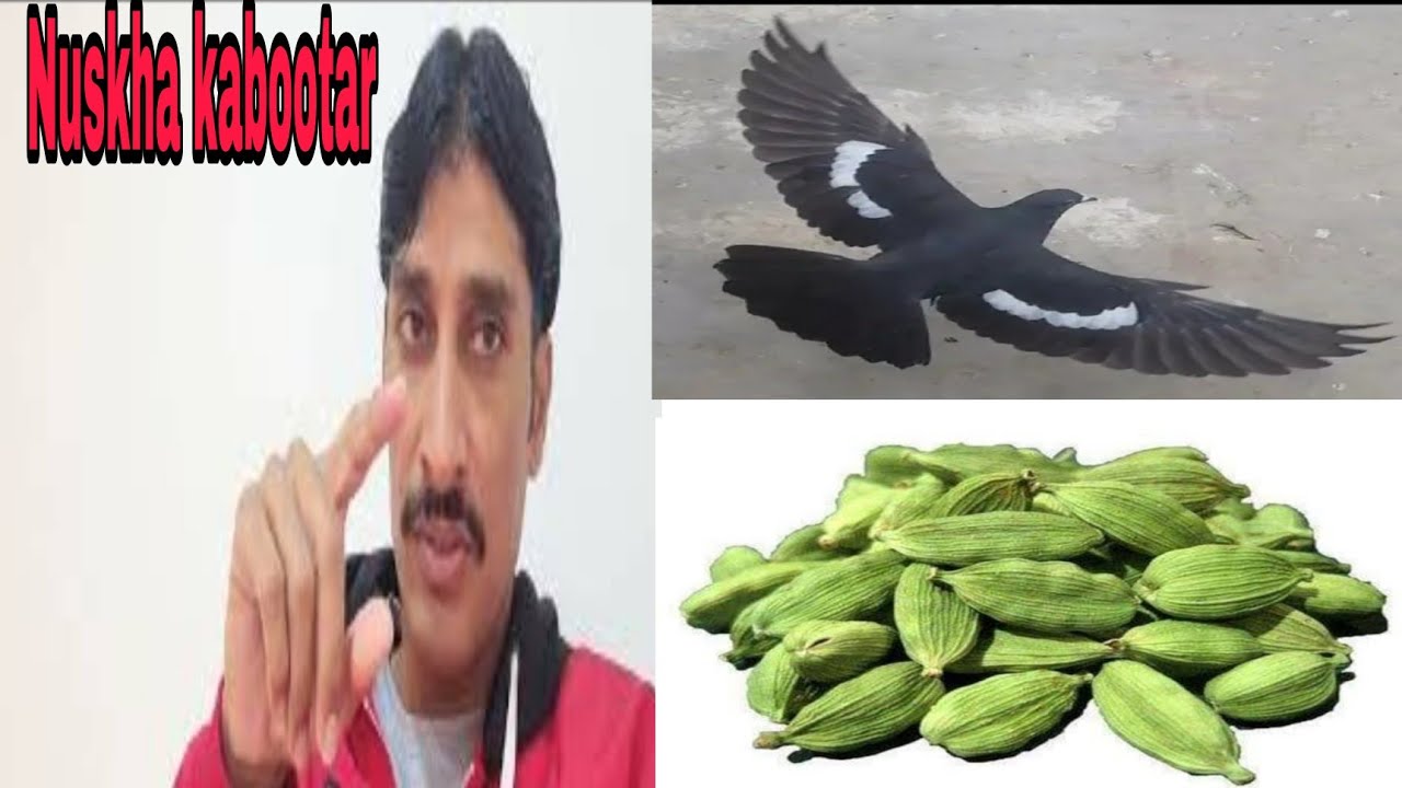 All in One khel Pani//Part3 Chiknao Gola kabootar//Nuskha kabootar