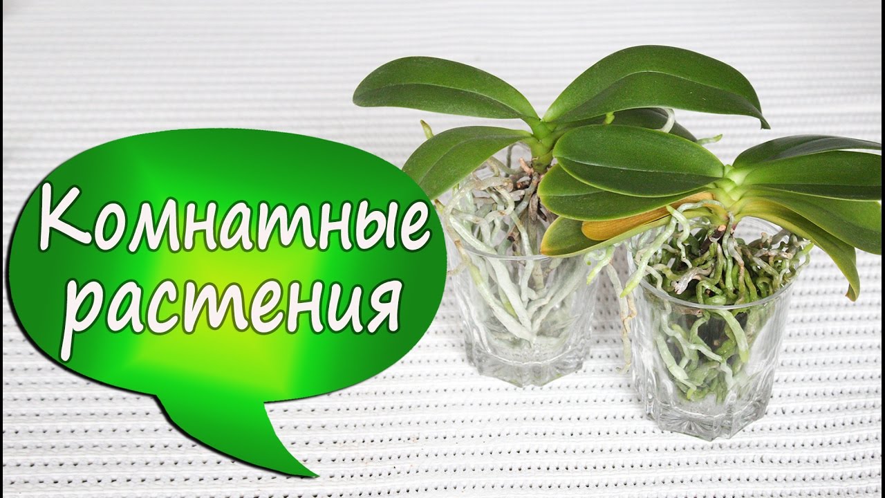7. Орхидеи в стекле! Фаленопсис без коры/грунта. Отсаживаем детку. Убираем старые листья, 2016