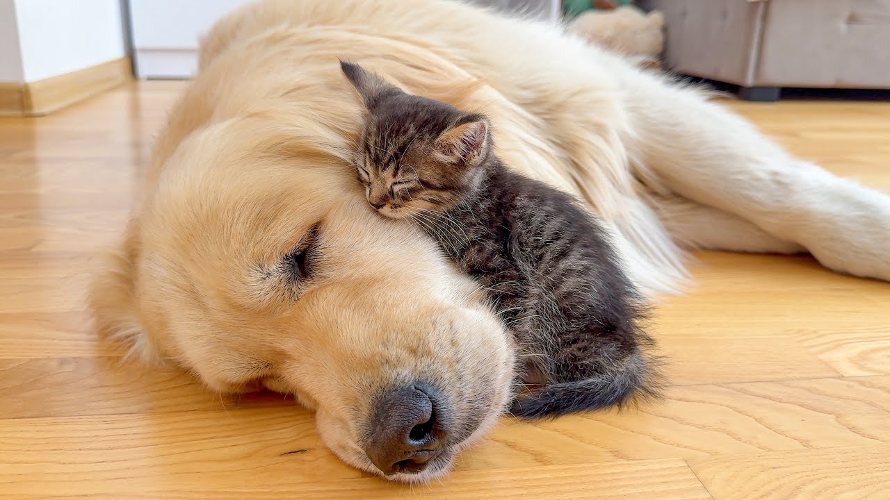 Tiny Kitten “Attacks” Golden Retriever With Endless Love!