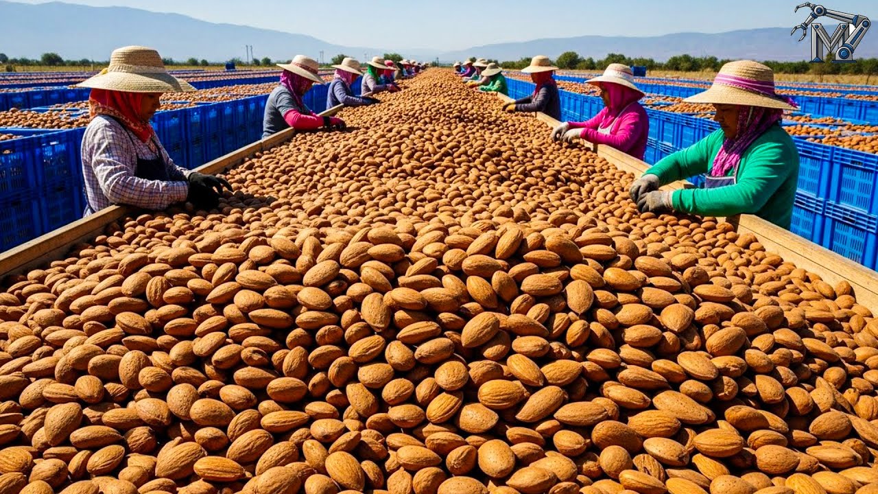 2.9 Billion Pounds Of Almonds Harvested By Farmers In California - Inside An Almond Processing Plant