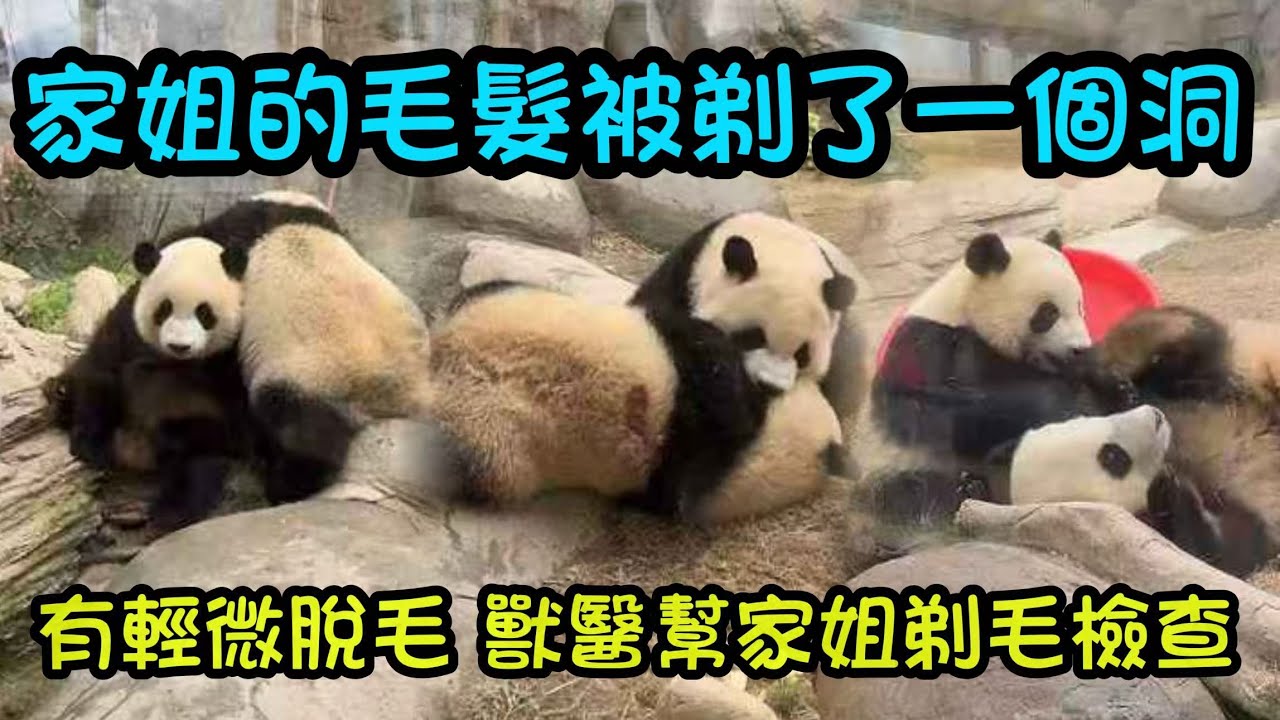 1月27日 家姐的毛髮被剪了一個洞，棉襖破了，因為又輕微脫毛，獸醫做了檢查#panda #大熊貓家姐細佬 #大熊貓加加得得