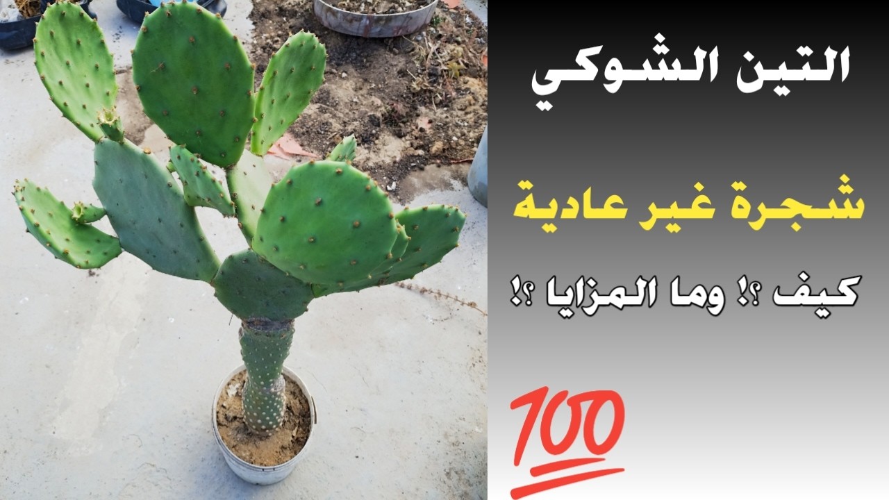 هكذا أصبح التين الشوكي شجرة غير عادية | مزايا عديدة في كفاءة الجذور ومقاومة الأعفان