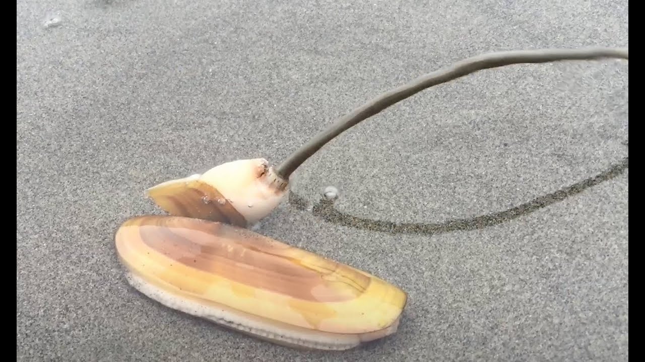 How do Razor Clams Dig Themselves Back Into the Sand