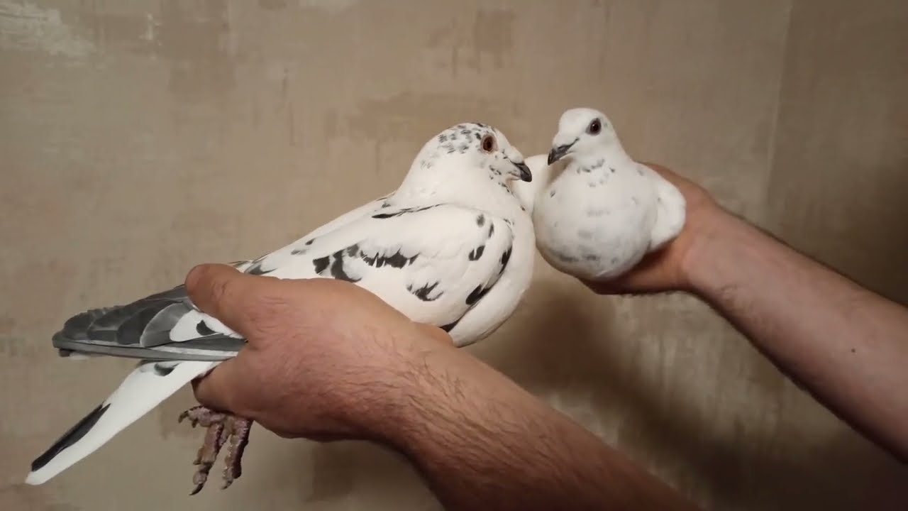 ПОЛЬСКИЕ ПОЧТОВЫЕ ГОЛУБИ.