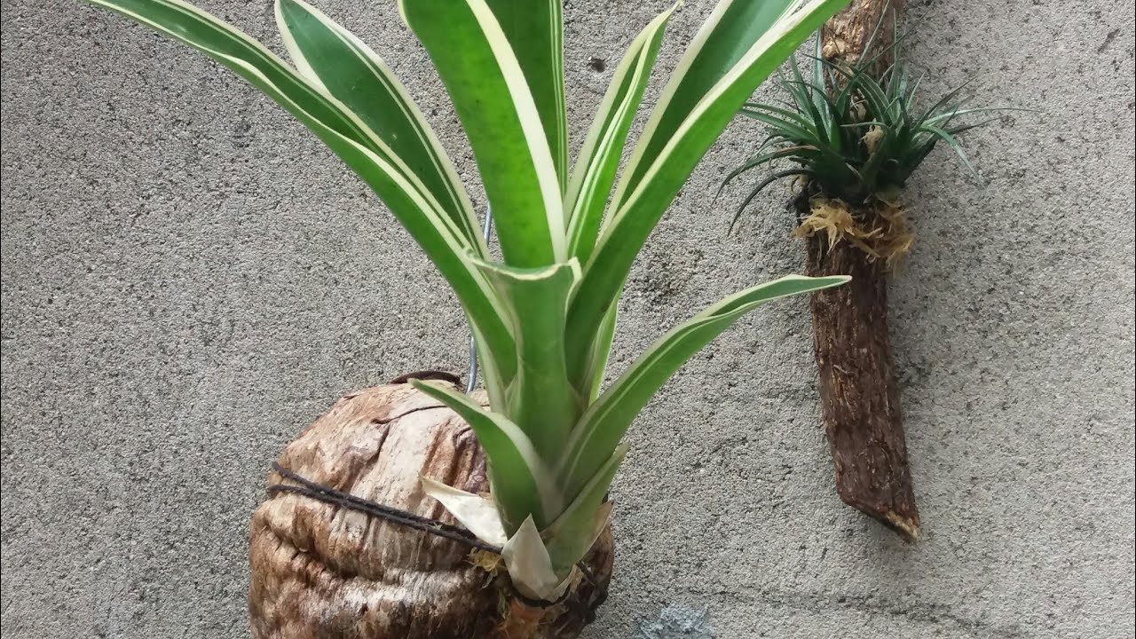 Como plantar Bromélia  no coco!