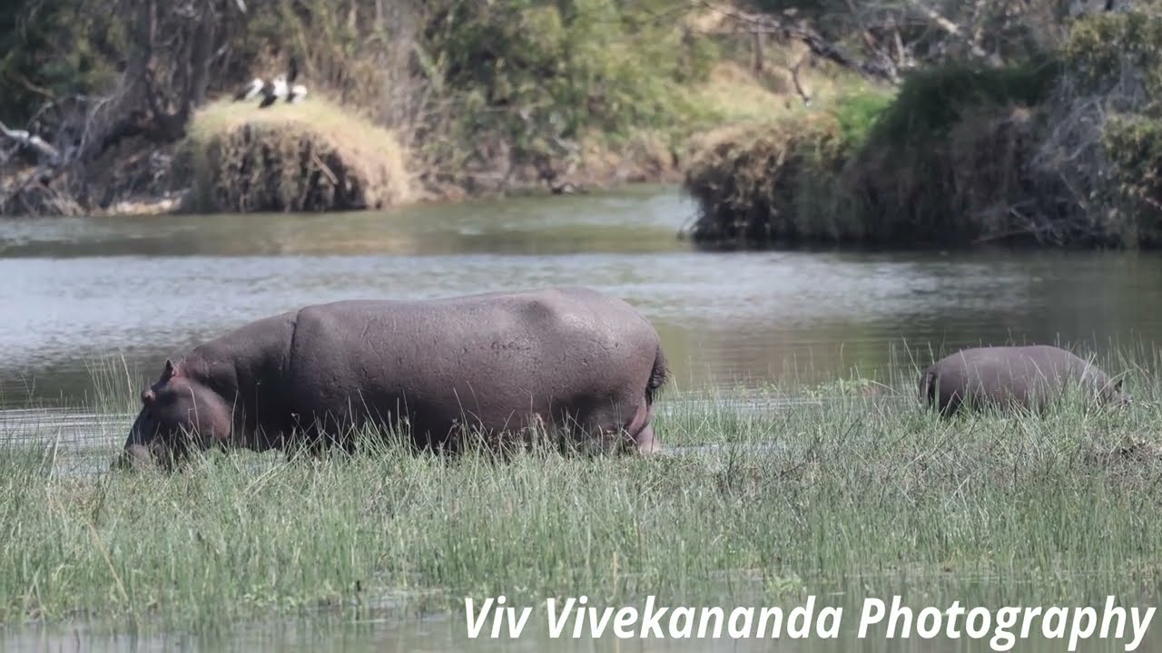 Watch large hippo and juvenile feed on grass, reeds and aquatic plants at a wetland in South Africa