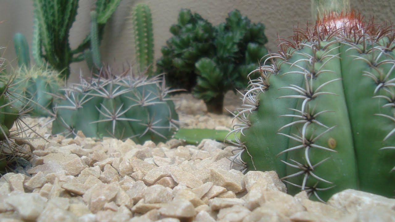 Como fiz o Canteiro de CACTOS