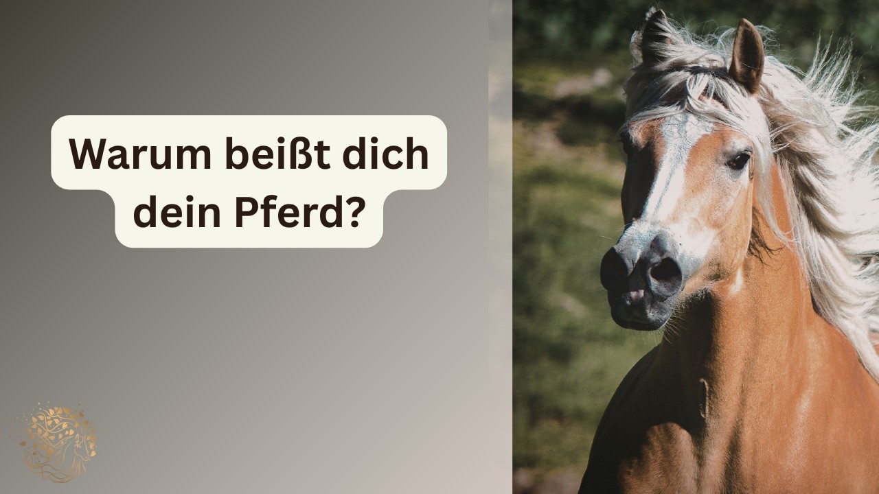 Warum beißt dich dein Pferd?