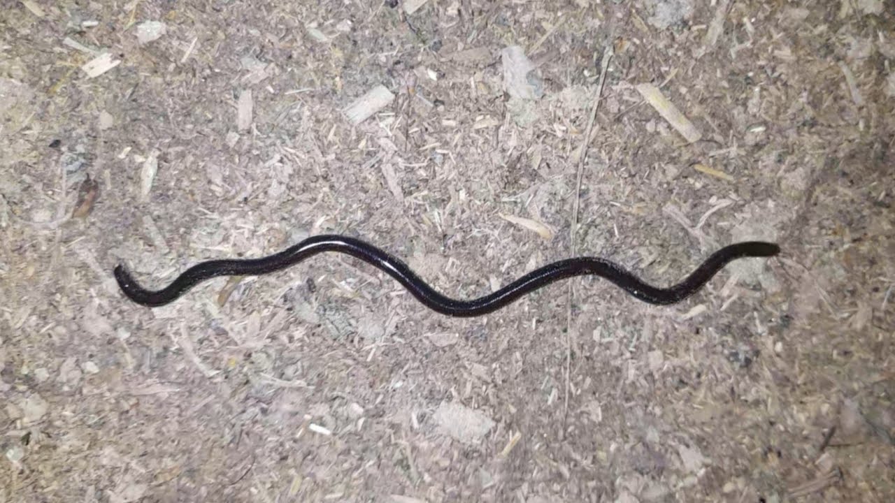 Black worm snake,#shorts viral vedio