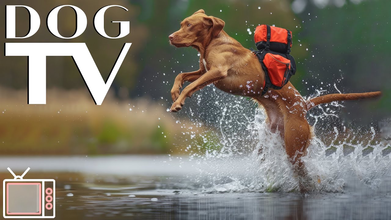 Dog TV - Perfect Exploration Video for Your Dog to Enjoy Alone! Videos & Calming Music for Dogs