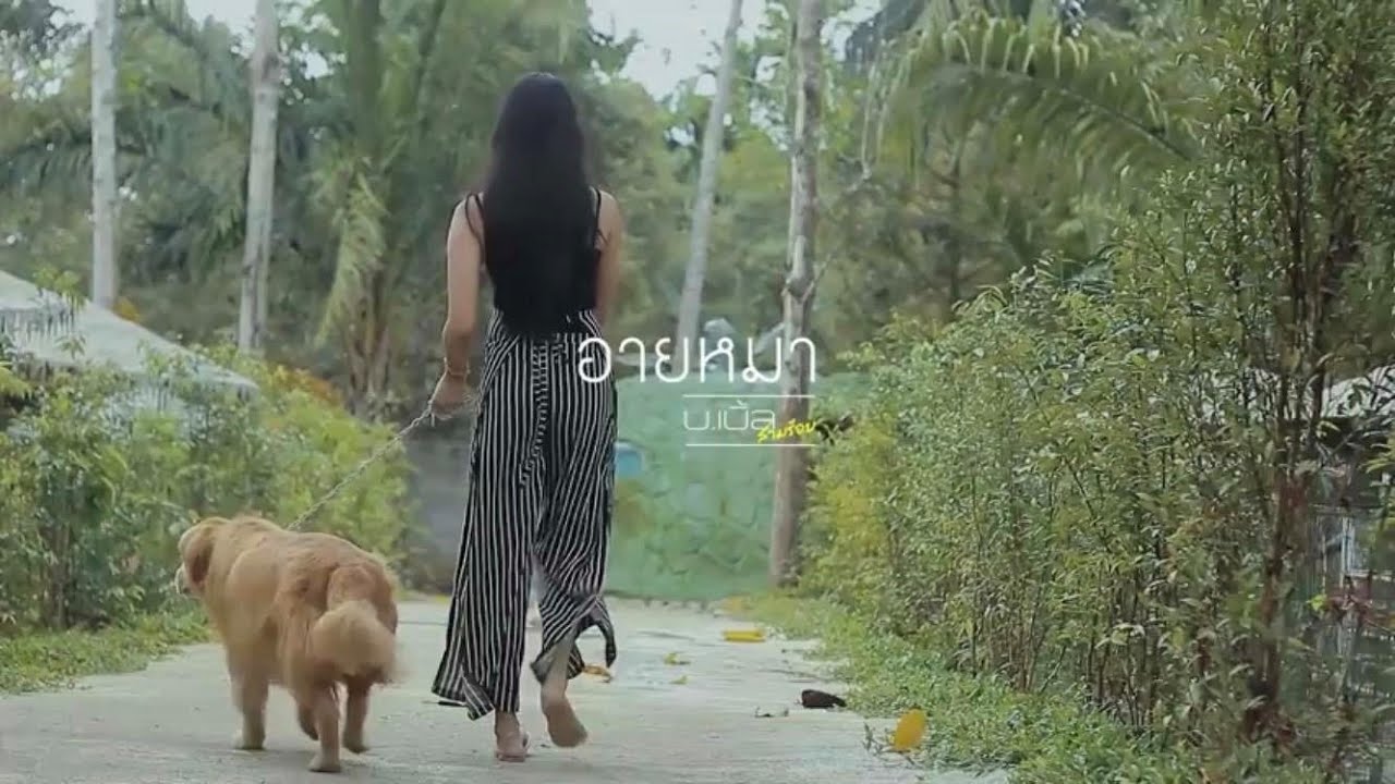 อายหมา