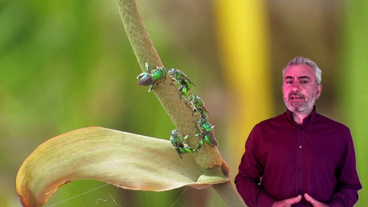 AgrariaUniRCTV| Impollinatori: uno sguardo nel mondo delle api con Orlando Campolo