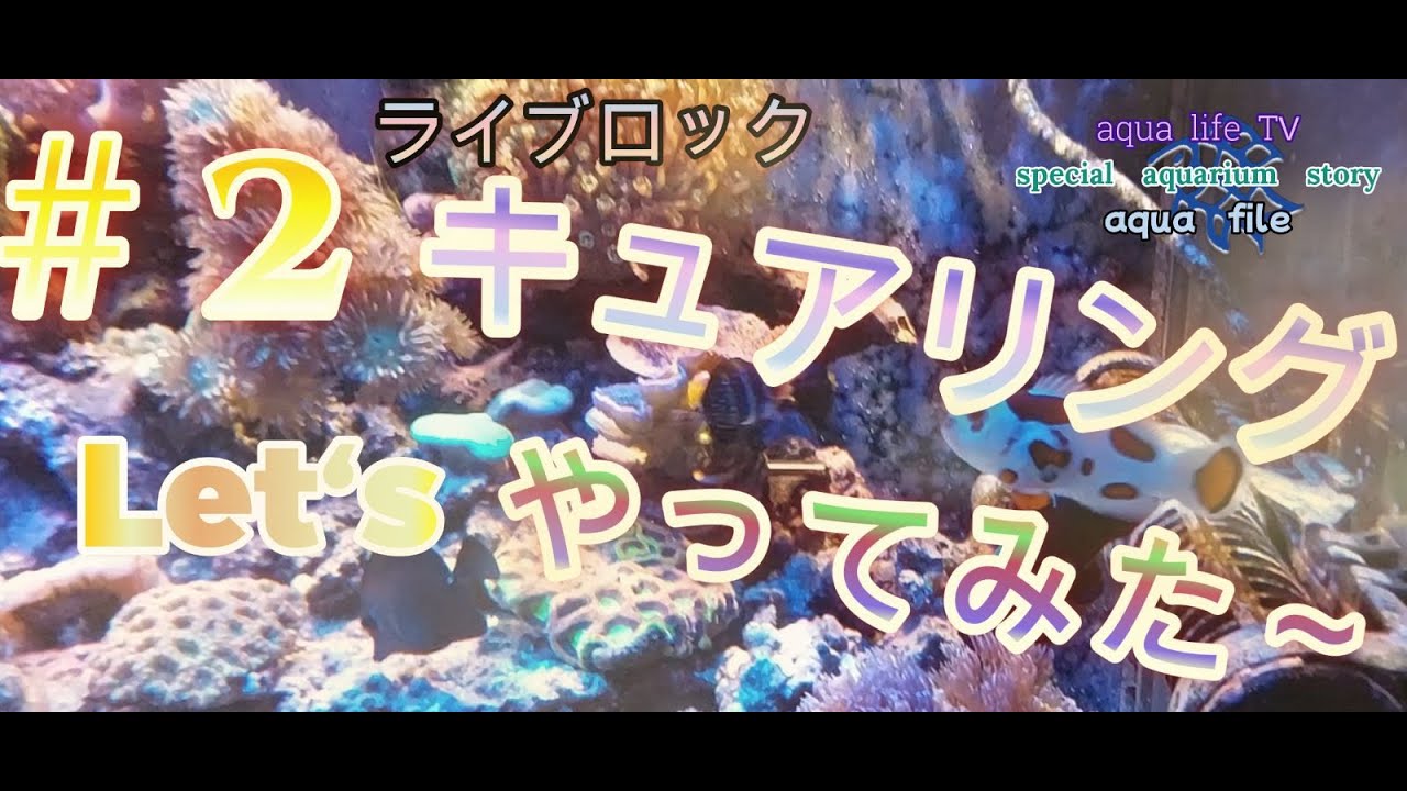 #2 REEFER350 G2水槽立ち上げ! まずはキュアリングをやっていくぅ～(・o・)