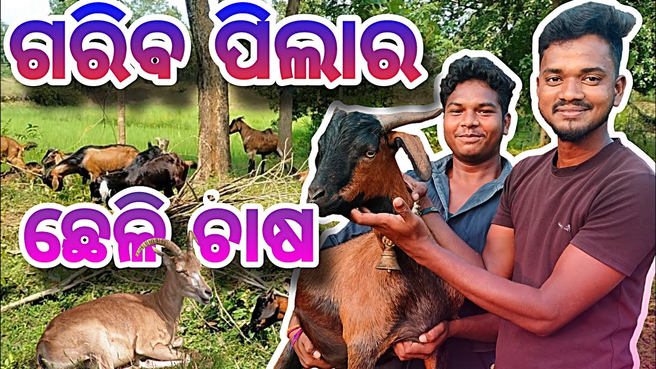 || ଗରିବ ପିଲାର ଛେଳି ଚାଷ || A POOR BOY GOAT FARMING 🦙🐐 ||