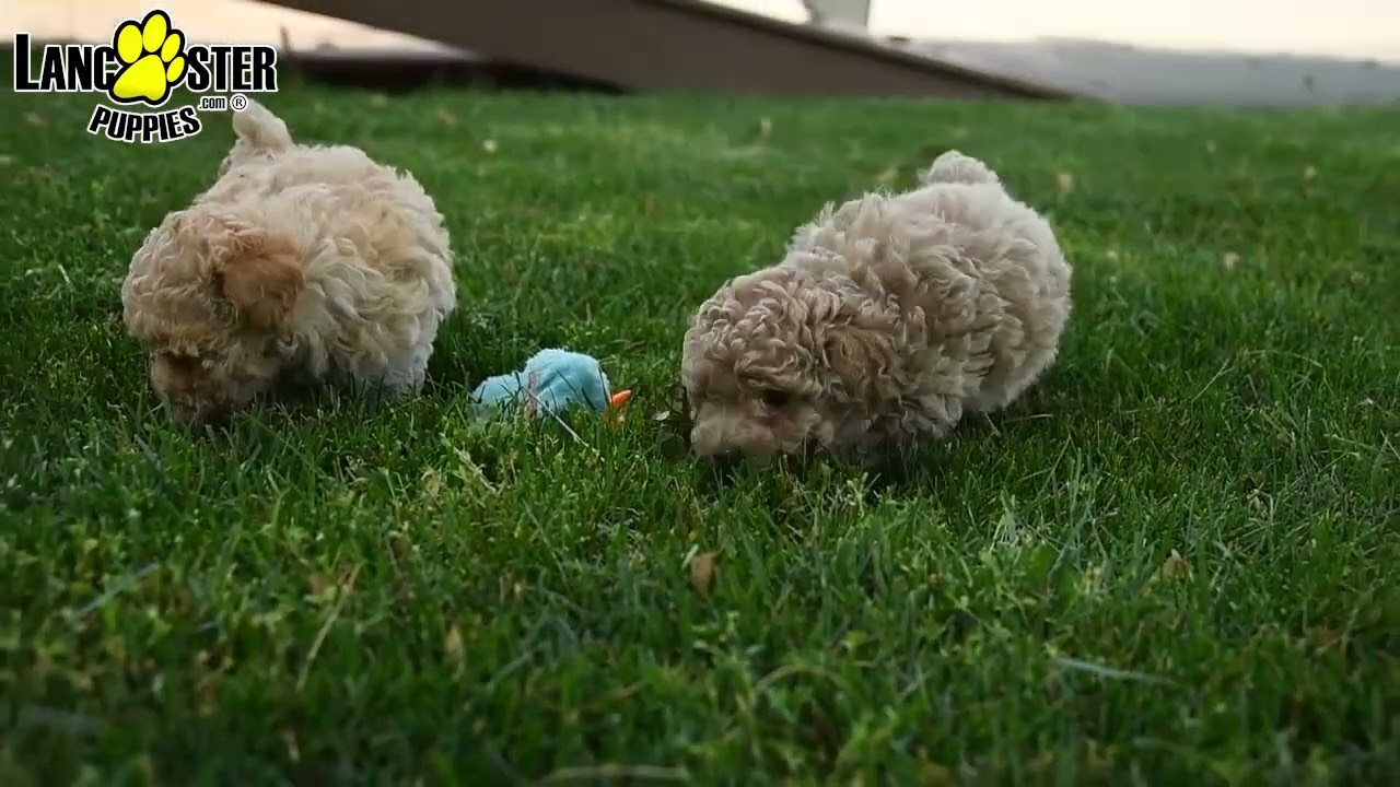 Happy Mini Poodle Puppies