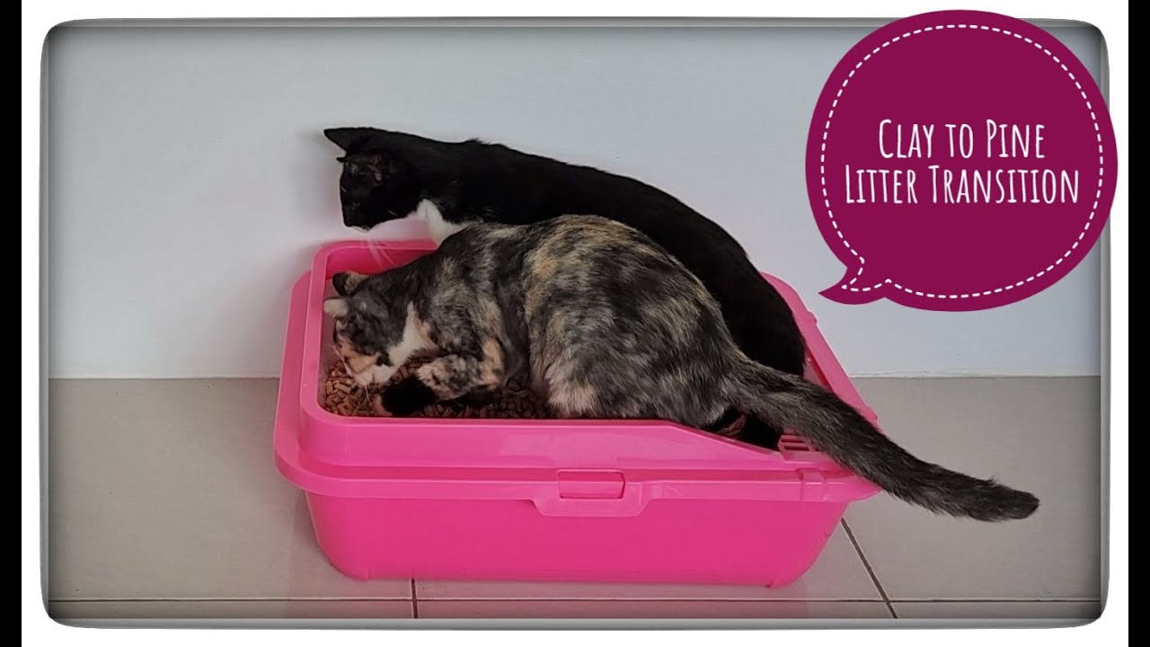Clay To Pine Cat Litter Transition