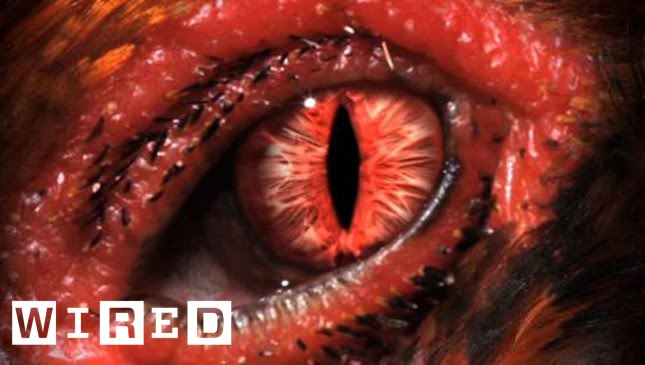 Chickensaurus Paleontologist Jack Horner - Wired Interviews