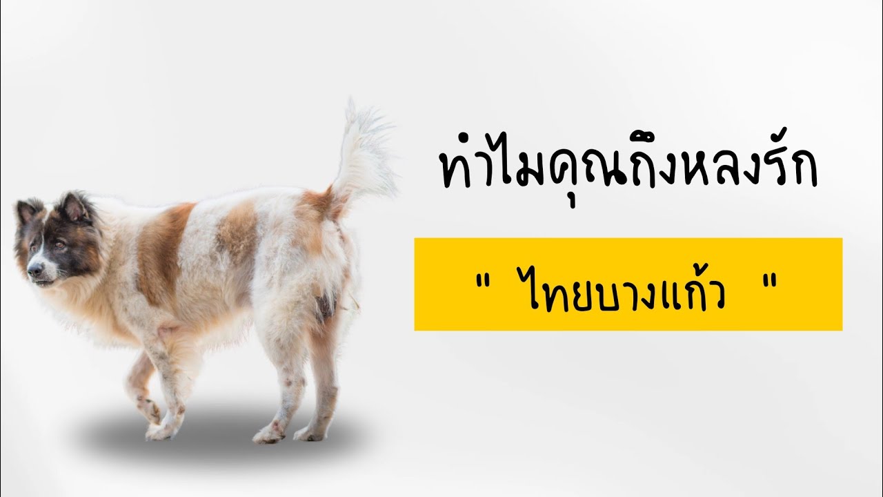 ทำไมคุณต้องเลี้ยงสุนัข “ ไทยบางแก้ว  ” ....สุนัขมีพฤติกรรมอย่างไรบ้างนะ?..