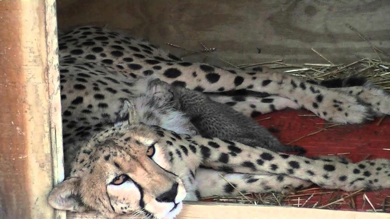 Milani Bonds with her Newborn Cubs